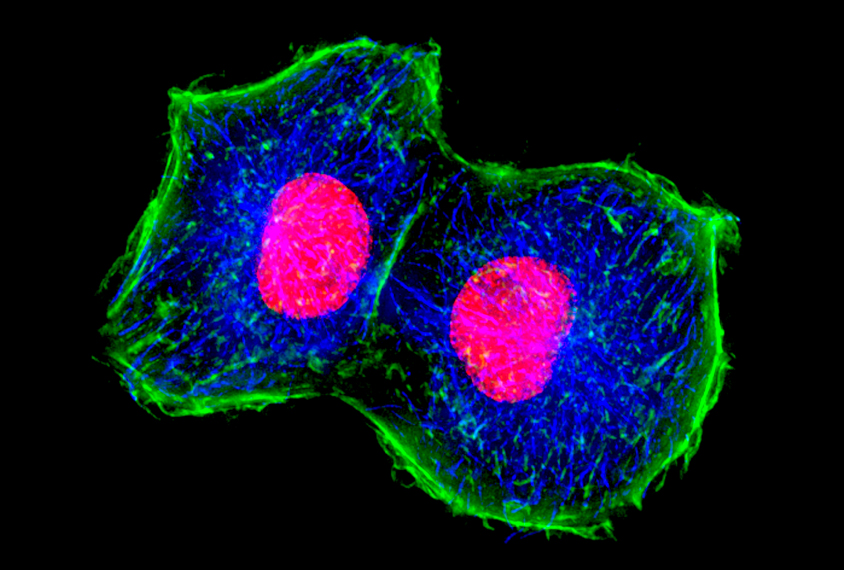 colorful micrograph of cells dividing