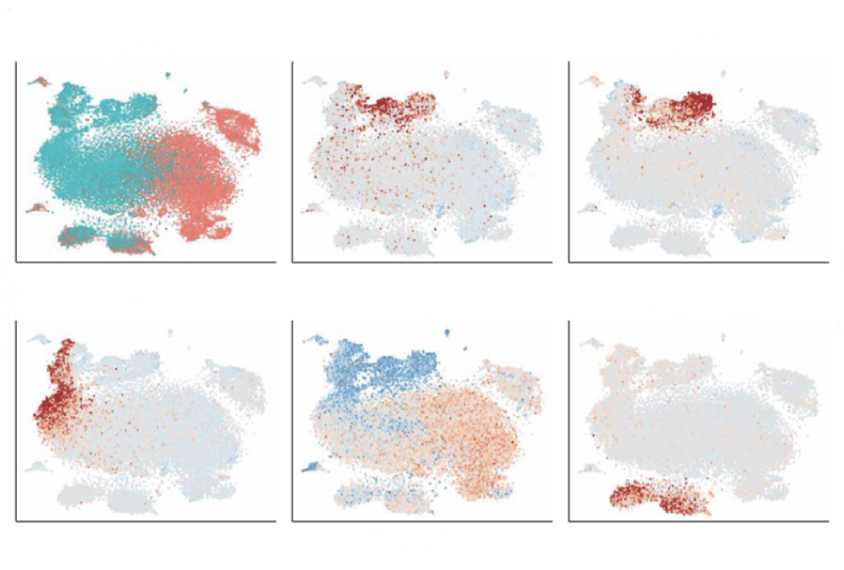 colorful clusters of cells