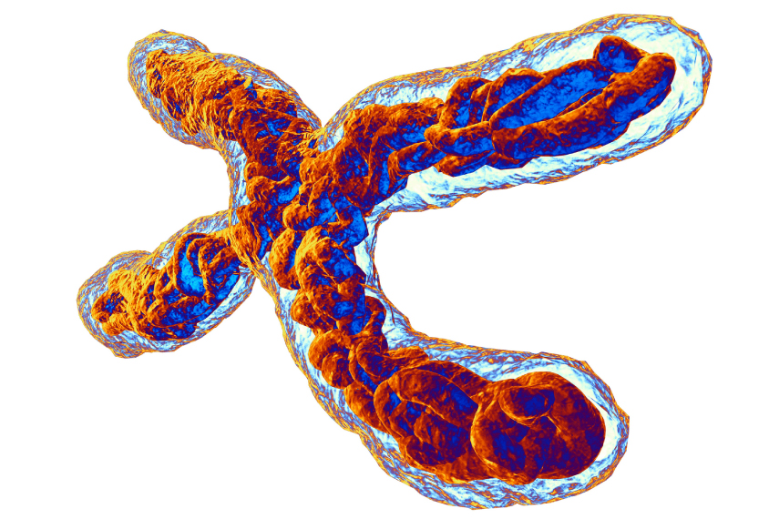 X chromosome with lots of contrasty texture inside, transparent outside