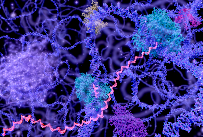 RNA, transcription