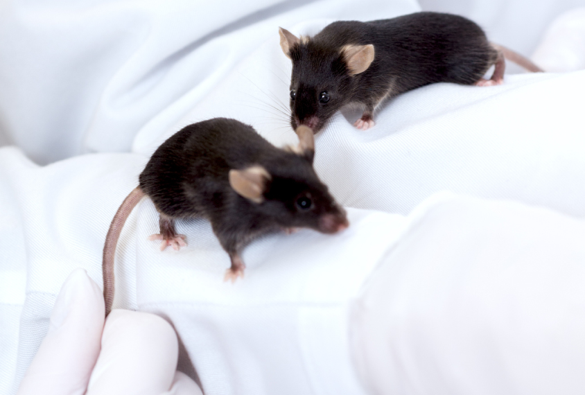 Two dark brown research mice