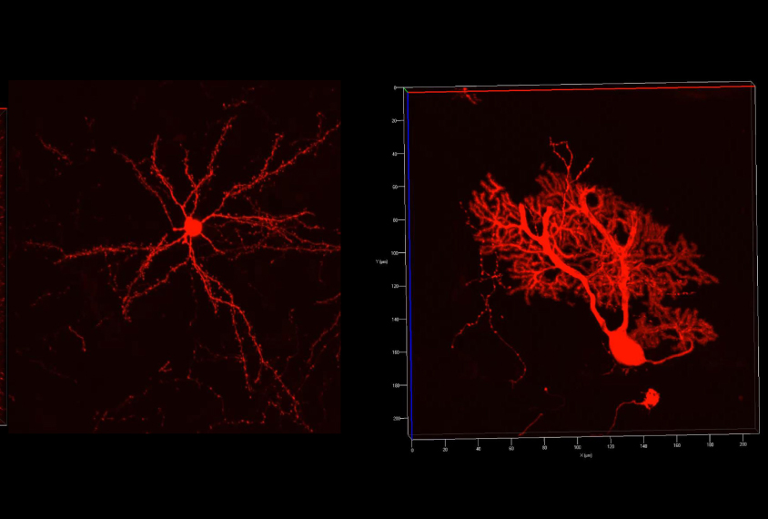 Two pairs of neurons shown in red.