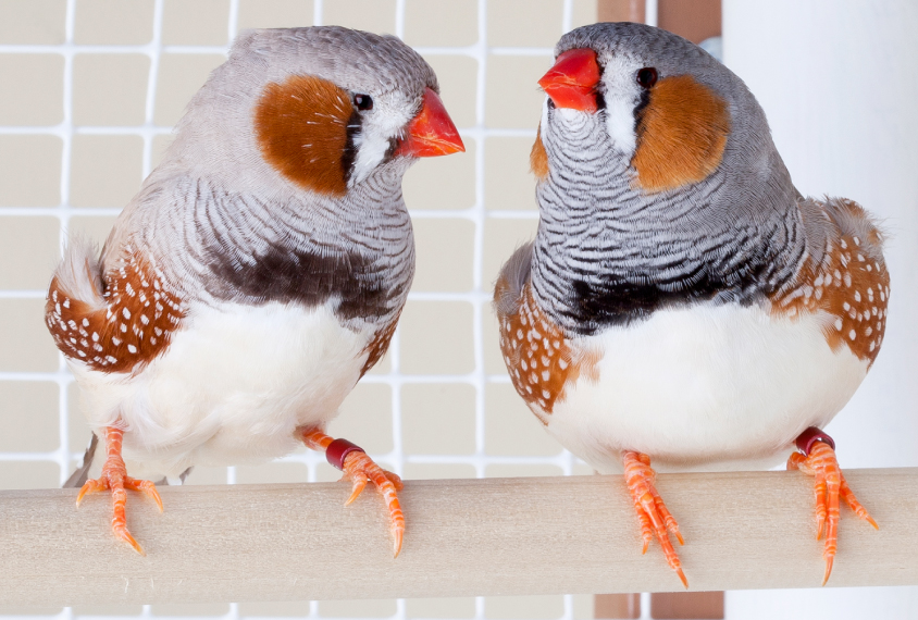 Two male finches sitting on roost in cage.