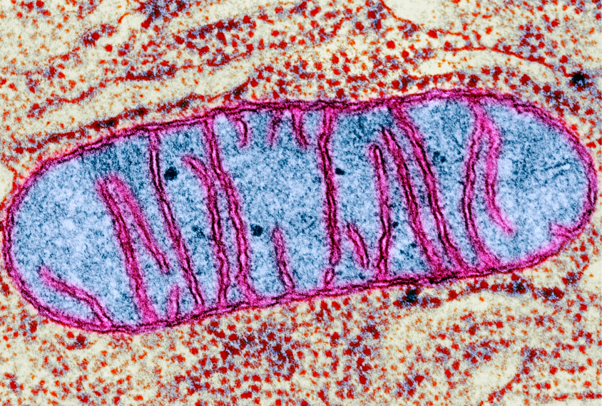 Mitochondrion, coloured transmission electron micrograph (TEM). Mitochondria are a type of organelle found in the cytoplasm of eukaryotic cells. They oxidise sugars and fats to produce energy in a process called respiration. A mitochondrion has two membranes, a smooth outer membrane and a folded inner membrane. The folds of the inner membrane are called cristae, and it is here that the chemical reactions to produce energy take place. Magnification: x62,800 when printed at 10 centimetres wide.
