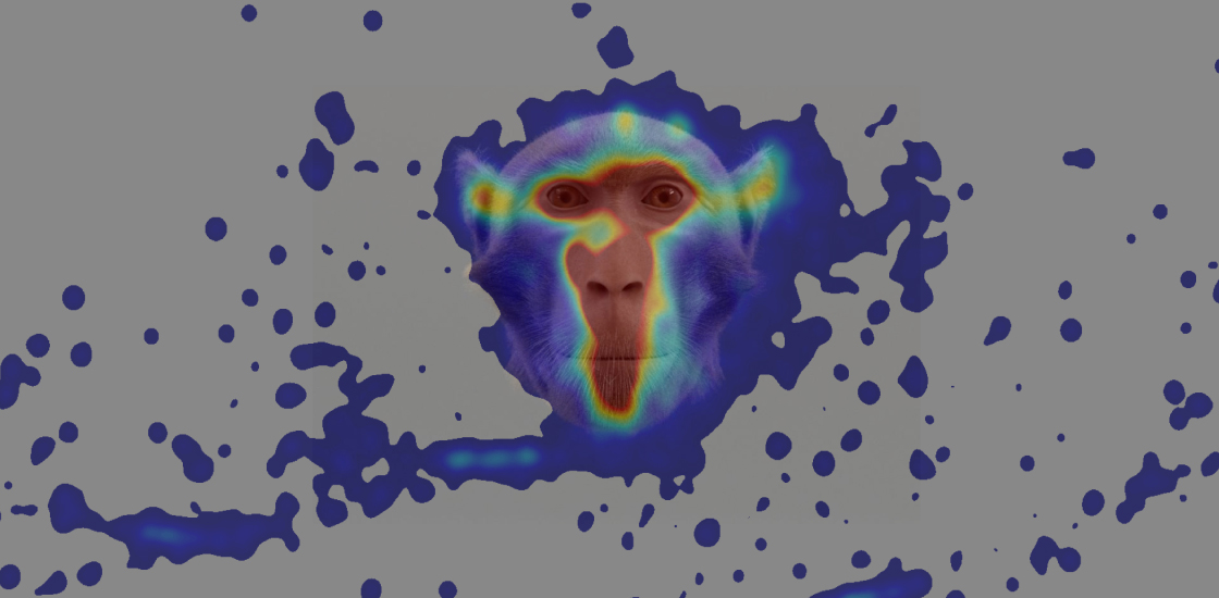 Monkey face with heatmap overlay