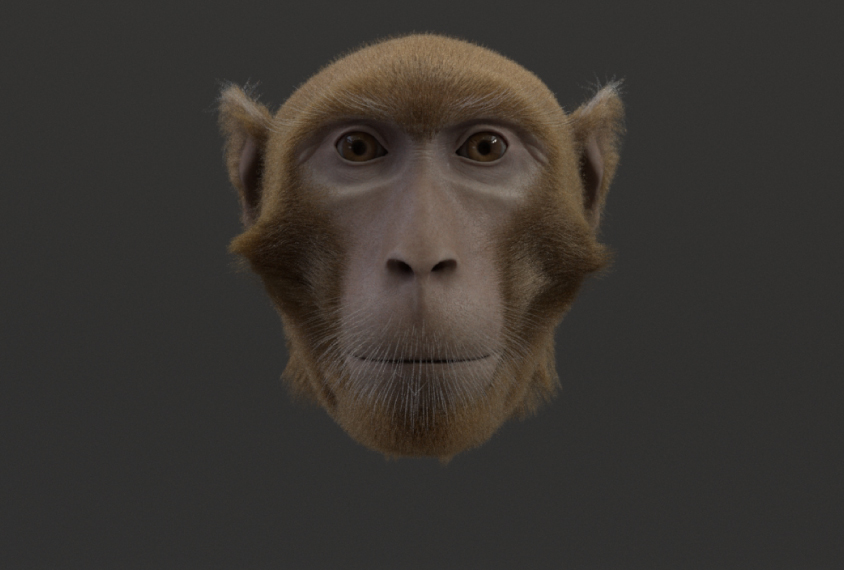 Monkey avatar face