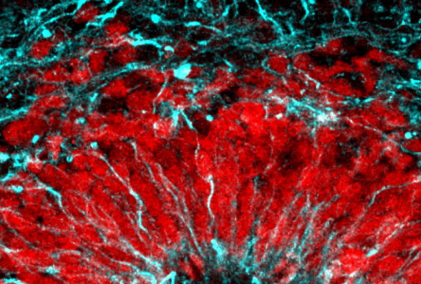 Micrograph of brain organoid in green and red