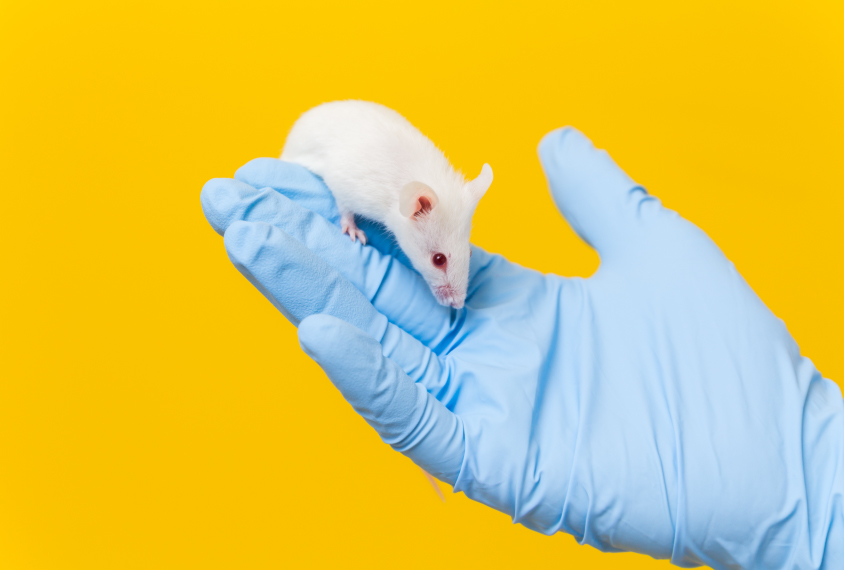 Photograph of a mouse on a gloved hand.