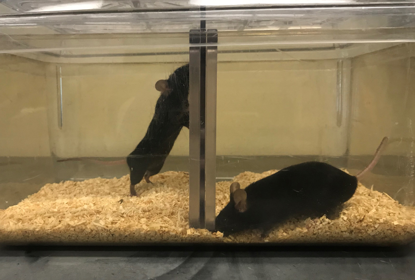 Two mice in a lab test environment