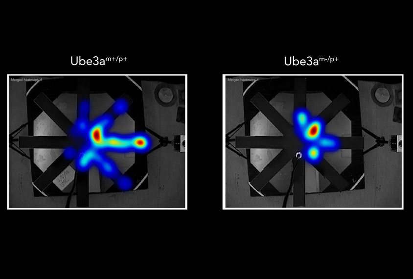 UBE3A