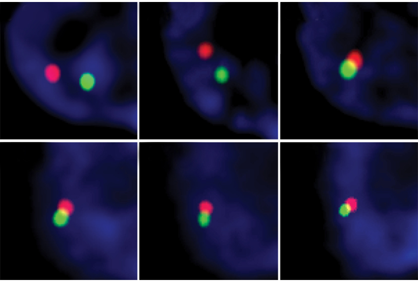 Chromosomes swapping DNA