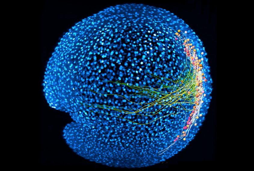 Neurons in zebrafish spinal motor circuit