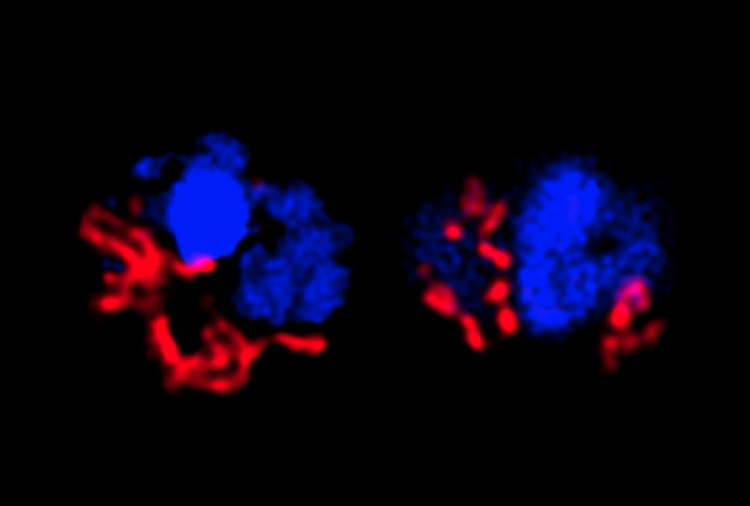 Magnified view of mitochondria in mice