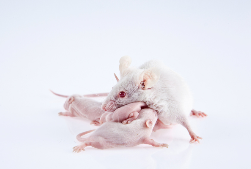 Mother mouse with pups on white