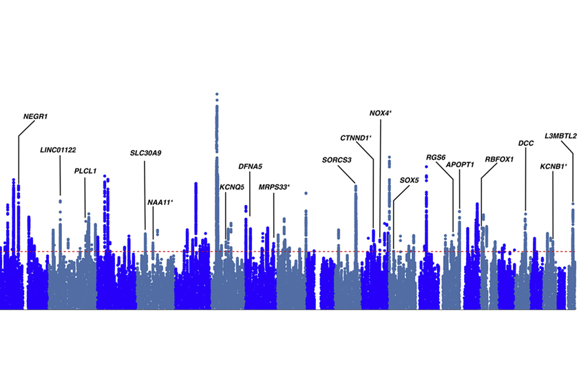 Variants linked to multiple conditions, including autism, tend to appear in genes that influence brain development, as shown in this chart in blue and grey.