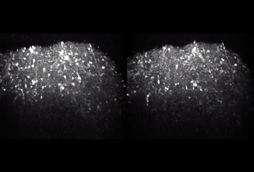 neurons firing in black and white