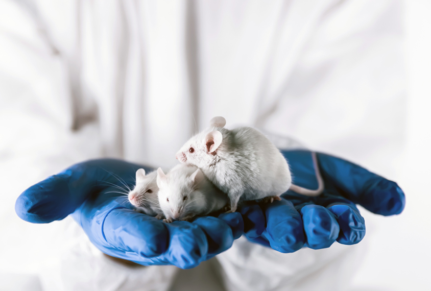 lab mice