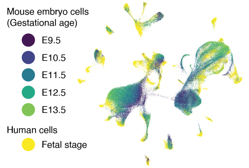 human and mouse cells.