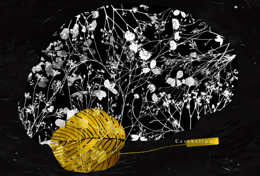 Illustration showing the human brain with neurons made out of flower shapes and the cerebellum highlighted in gold and yellow.