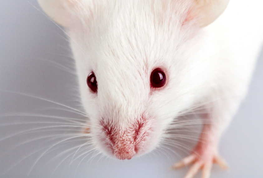 Close-up of mouse face and whiskers.