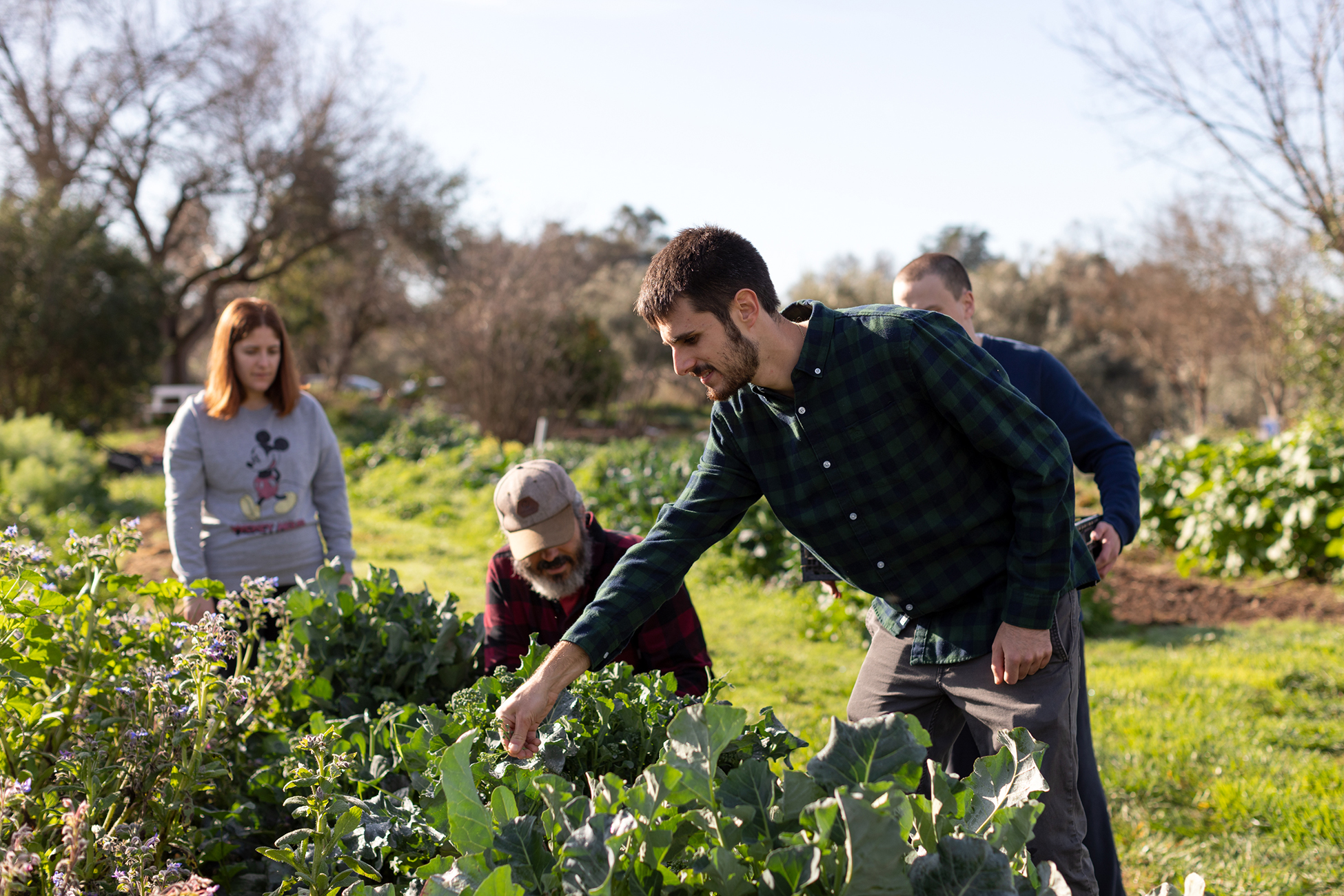 Photo: a group of people on a farm, weeding plants.