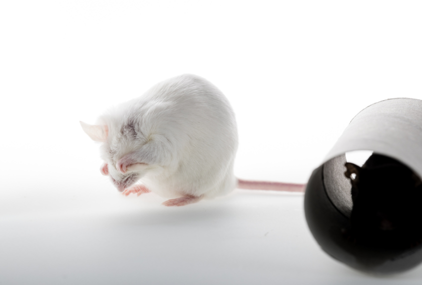 White mouse grooming