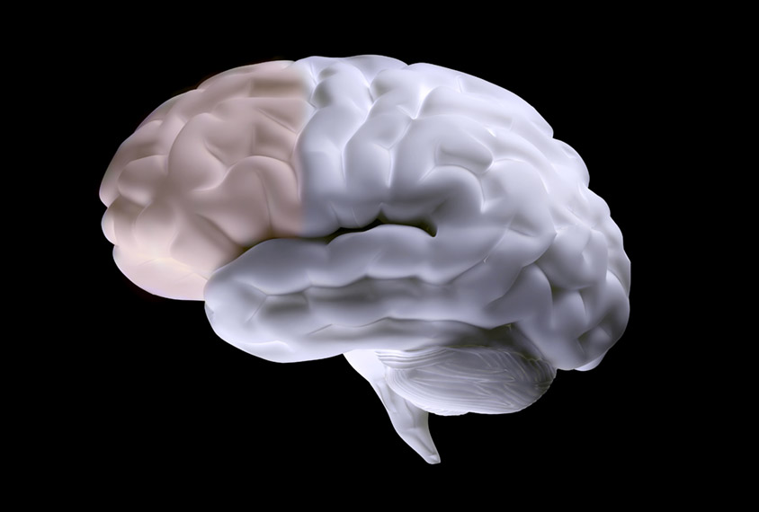 Human brain with prefrontal cortex highlighted.
