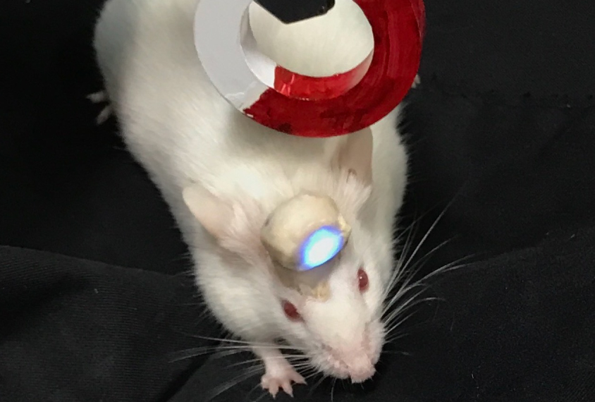 Mouse with optpgenetic device in its head