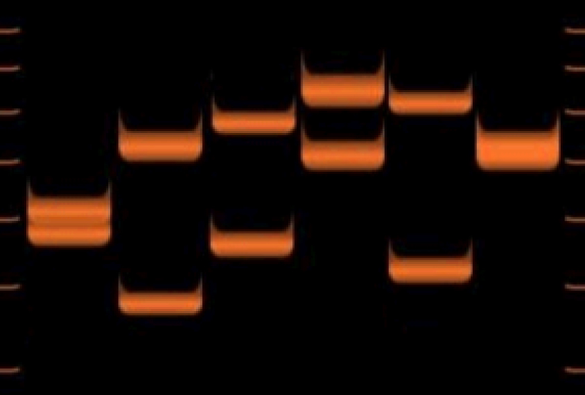 Genetic test showing repeats in DNA.