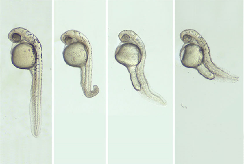 Zebrafish embryos with various deformities.