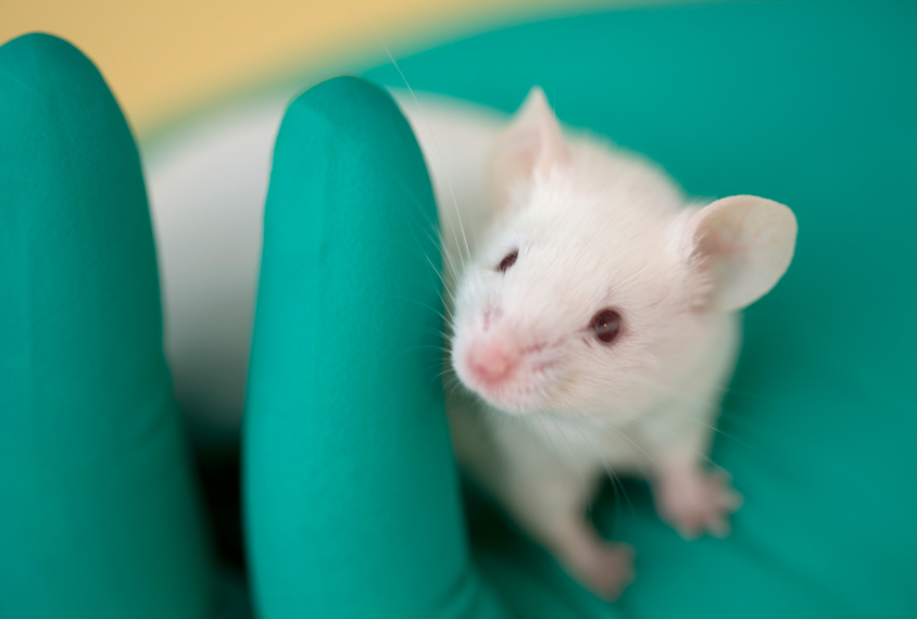 White lab mouse sitting in a gloved hand.