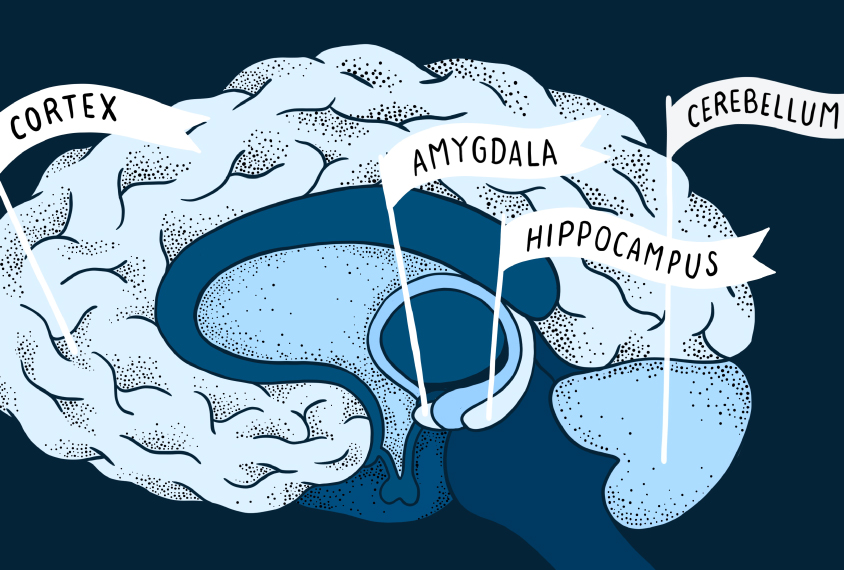 four brain areas marked with flags: Cortex, amygdala, hippocampus, cerebellum