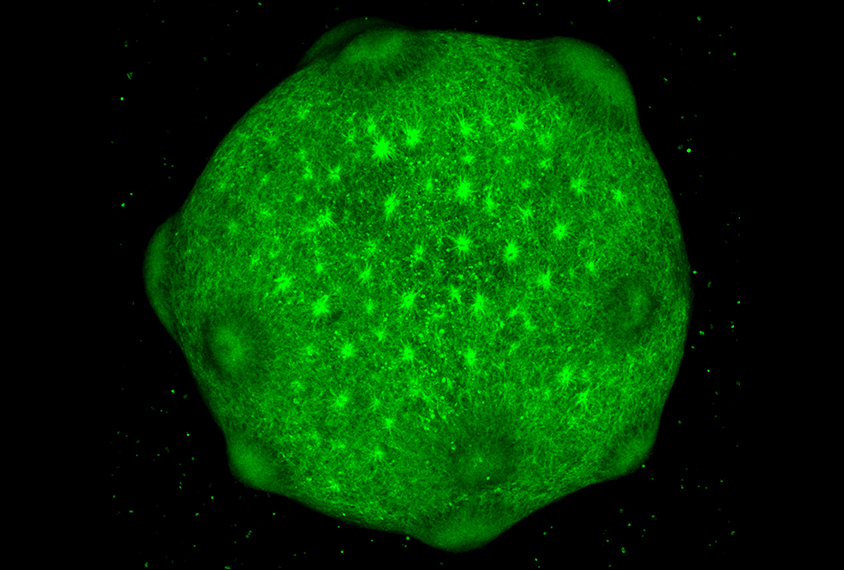 neurons in green.