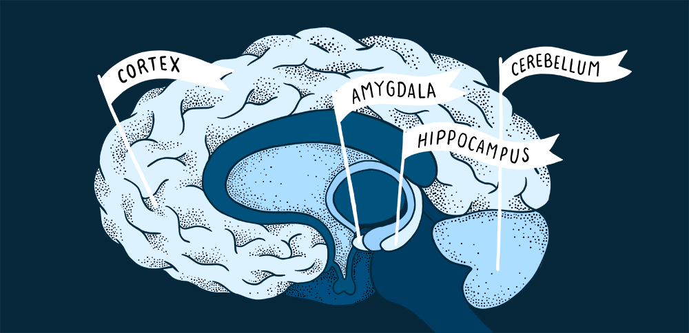 four brain areas marked with flags: Cortex, amygdala, hippocampus, cerebellum