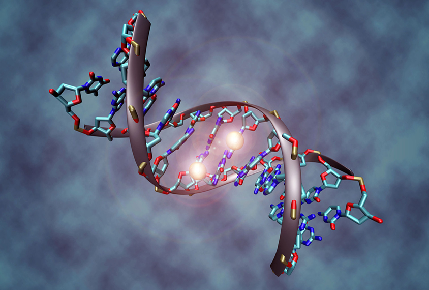 DNMT3A protein attaches a methyl group tag onto the DNA base cytosine.