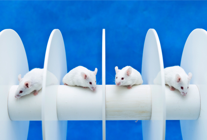 Four white mice on a rotarod, blue background.