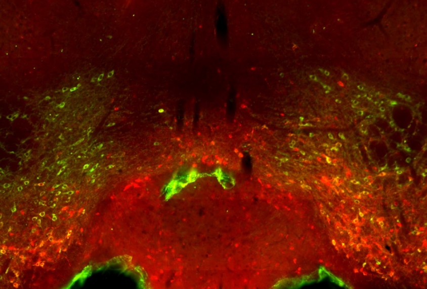 dopamine neurons in mice show up green in an area of the brain associated with social reward.