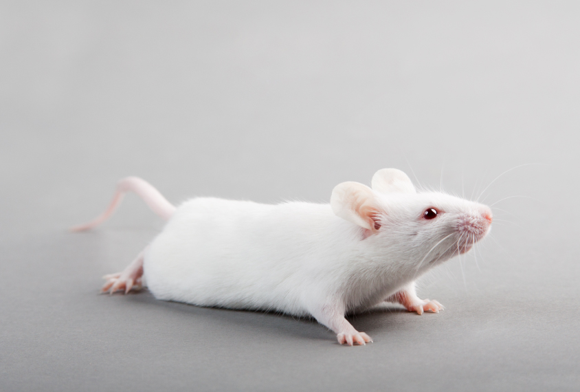 Mouse on gray background looks at something out of frame.