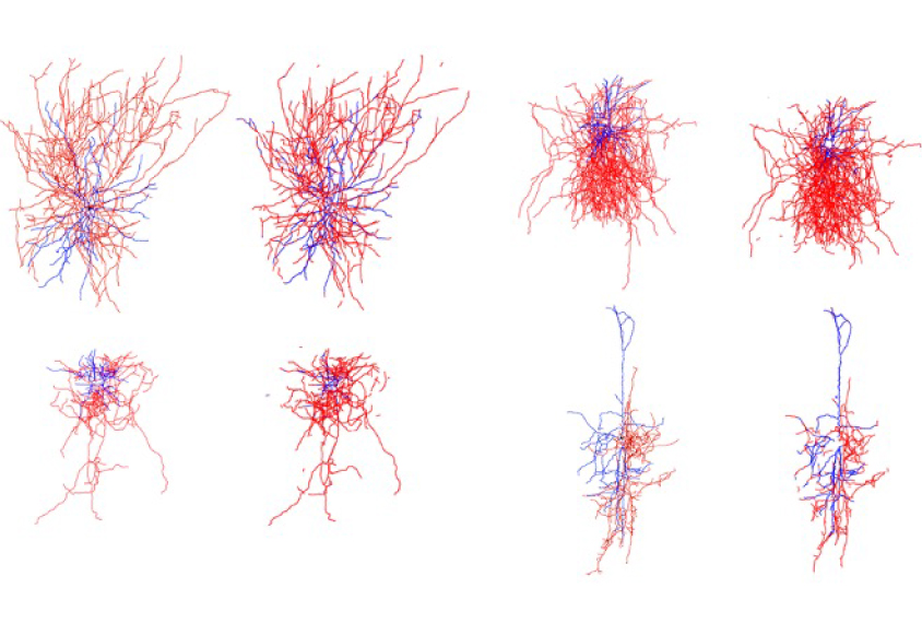 computational neural network in red and blue lines.