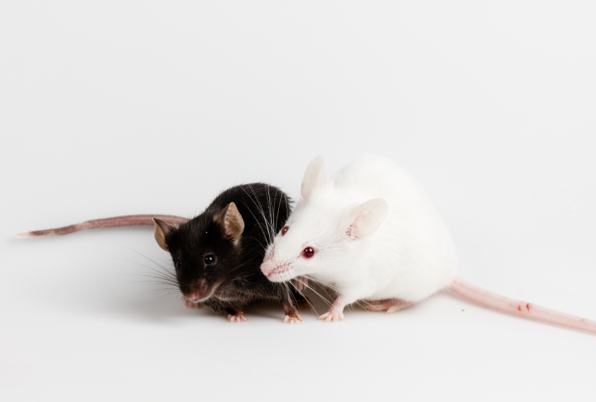 two mice interacting.