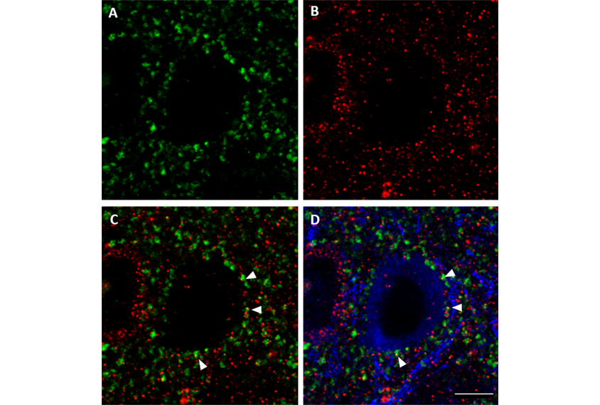 neurons in mice