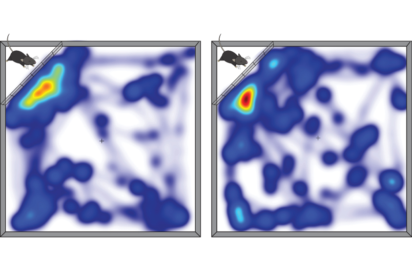 Heat map of mouse activity.