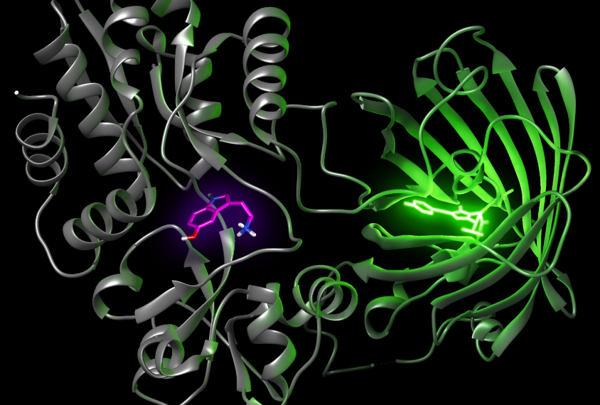 Serotonin proteins