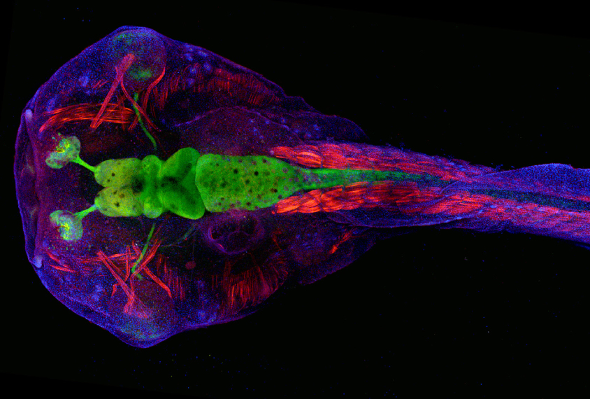 transparent tadpole