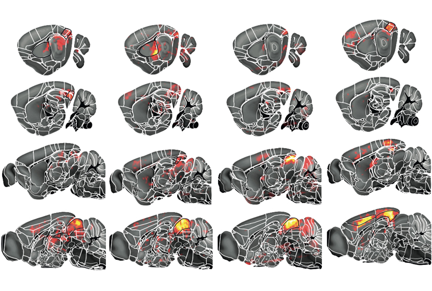 Mouse brains show different brain regions lighting up