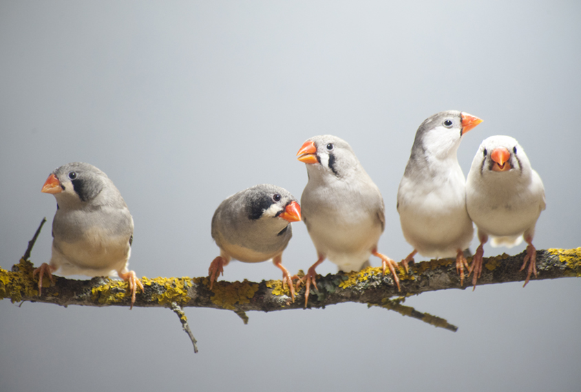 Singing zebra finches