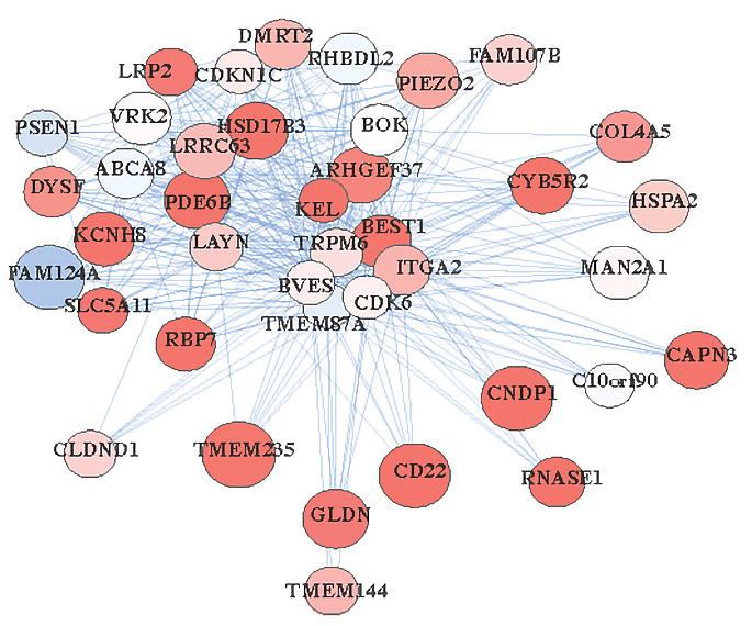 Oligodendrocyte gene grouping showing network of blue lines connecting the gene names on reddish bubbles.