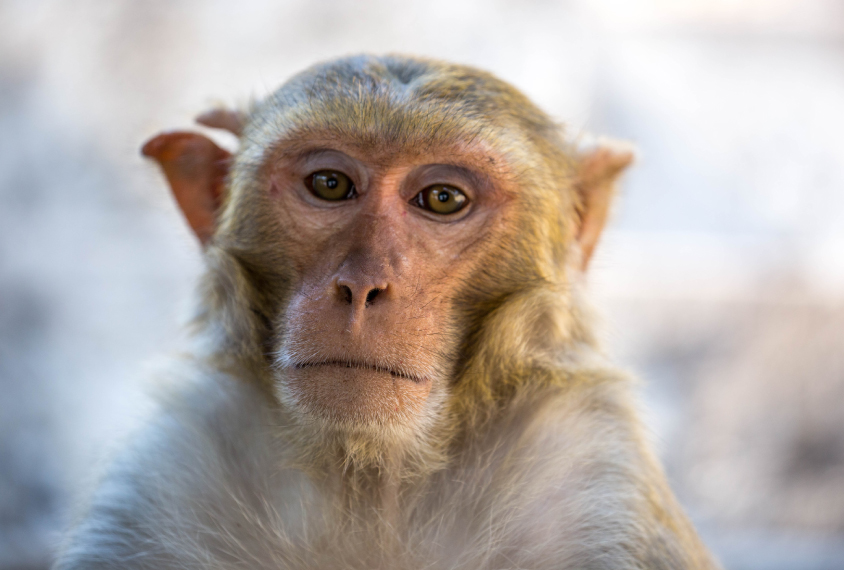 A lone Rhesus macaque looks into the camera