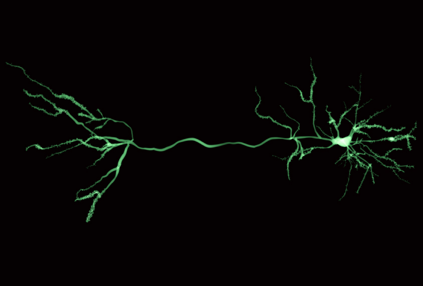 A digital rendering of a green neuron on black