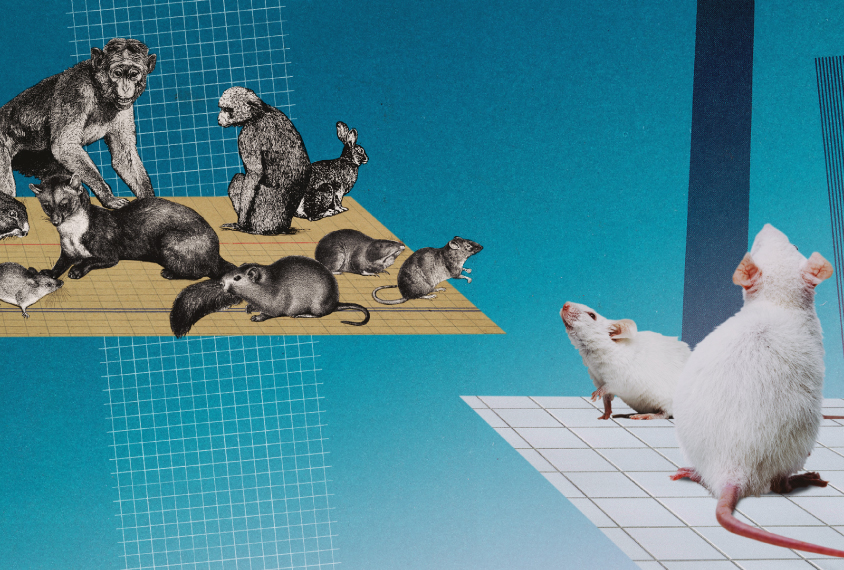 Collage illustration: Modern white lab mice look across an abyss to a cohort of historical illustrations of animals.